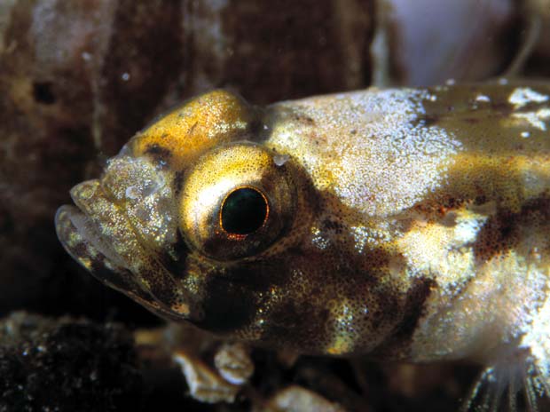 Tilbake / Back / Zurûck